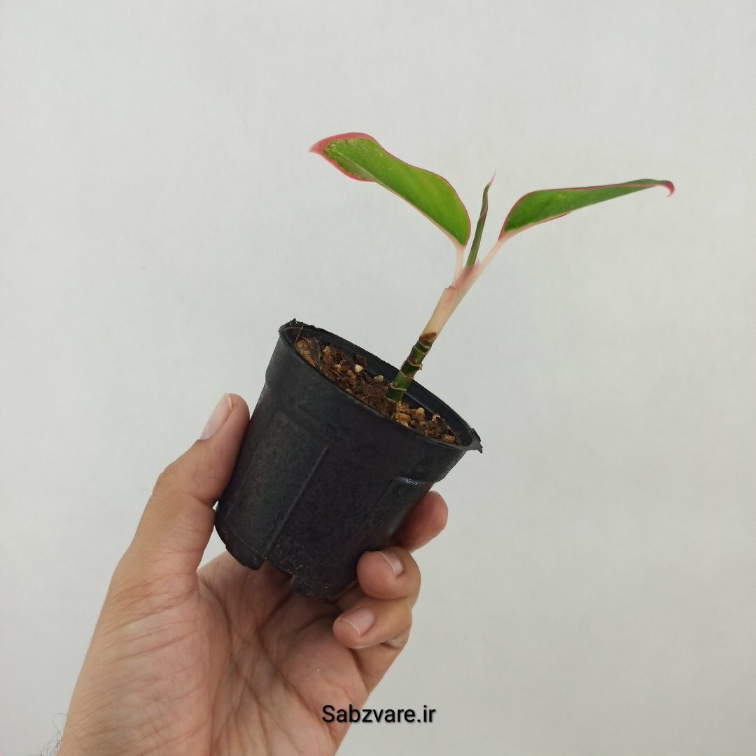 آگلونما رنگی (W25228) - Image 3
