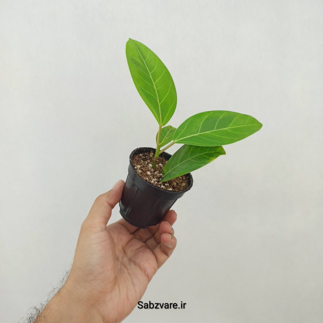 فیکوس آلتیسیما (W25229)