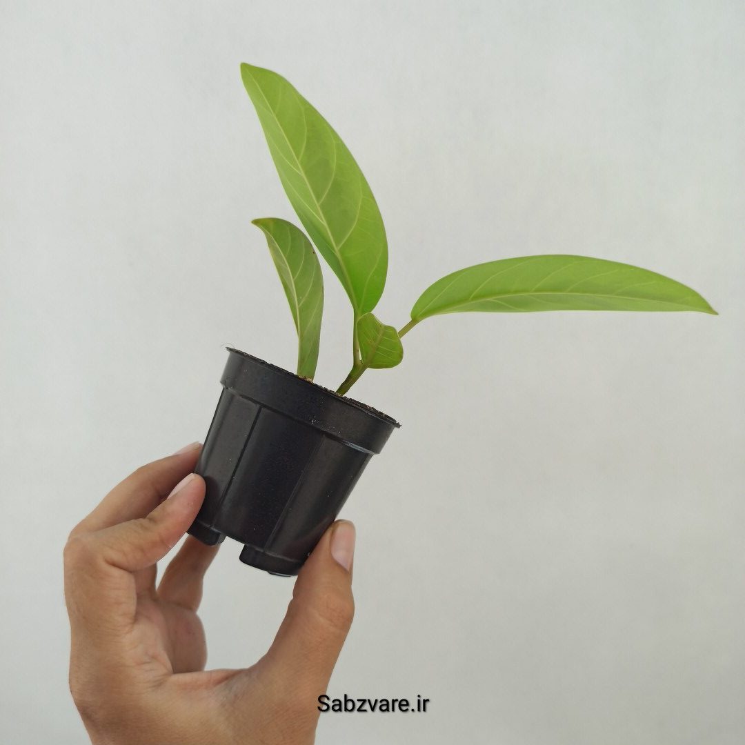 فیکوس آلتیسیما (W25229) - Image 3