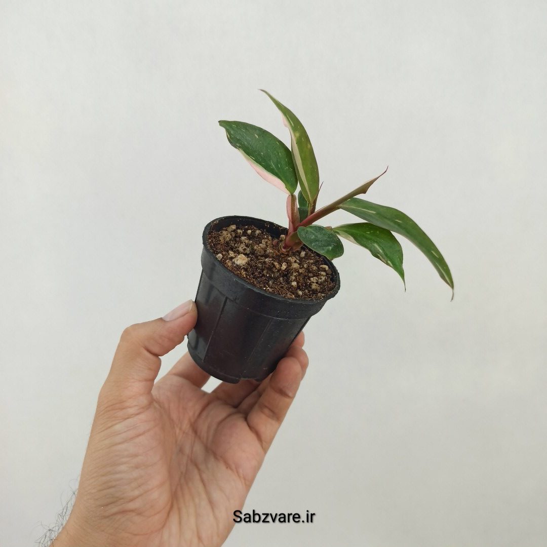 فیلودندرون پینک پرنسس (W25230)