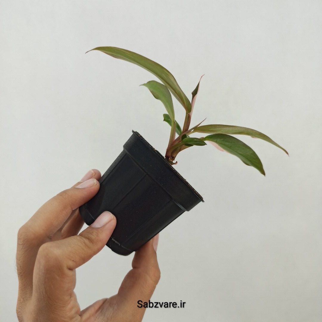 فیلودندرون پینک پرنسس (W25230) - Image 3