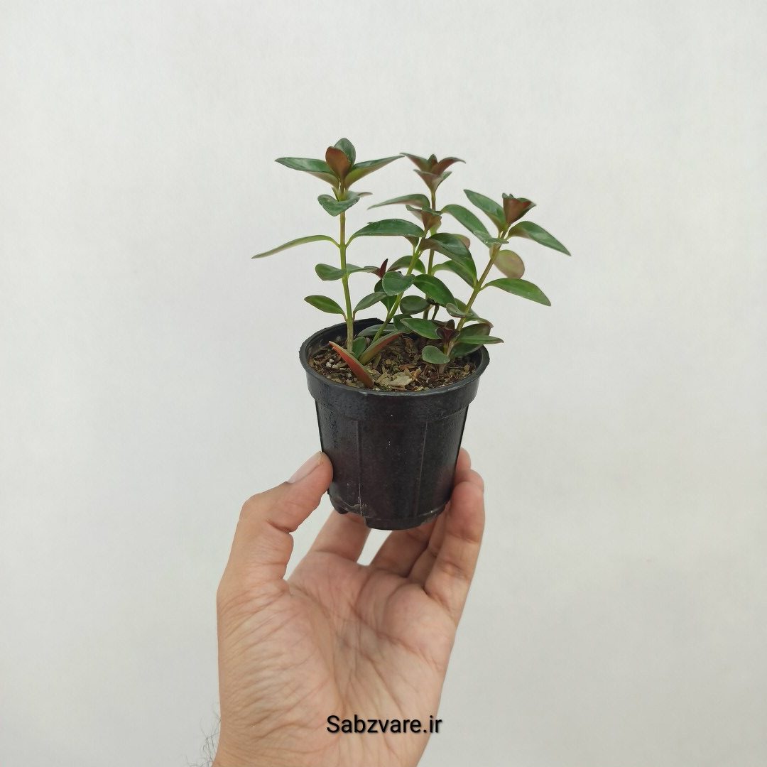 نماتانتوس یا گلدفیش (W25234)