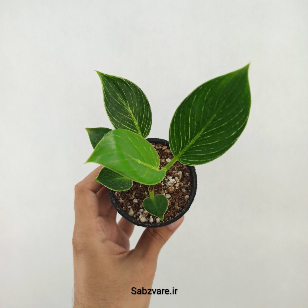 فیلودندرون برکین (X25243)