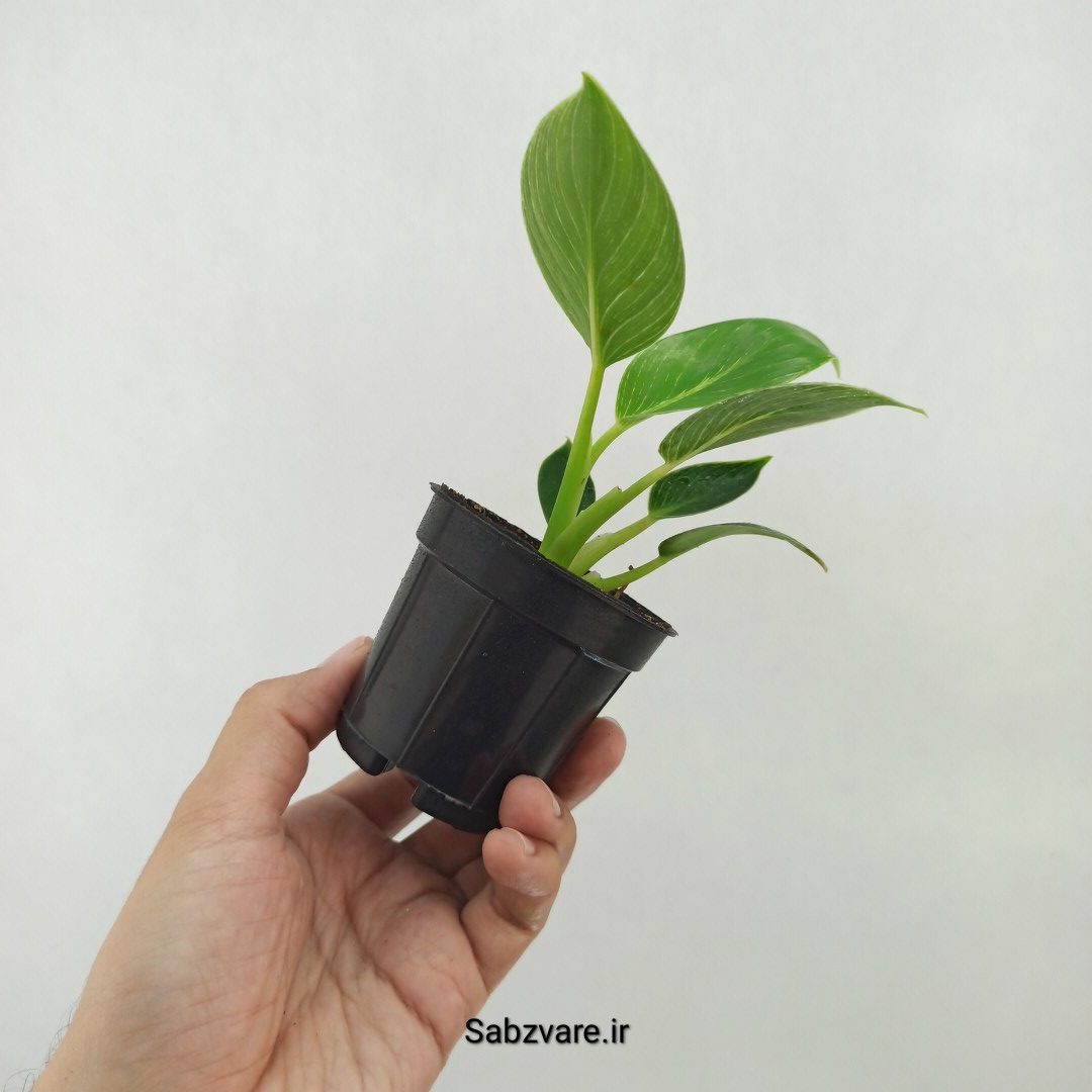 فیلودندرون برکین (X25243) - Image 3