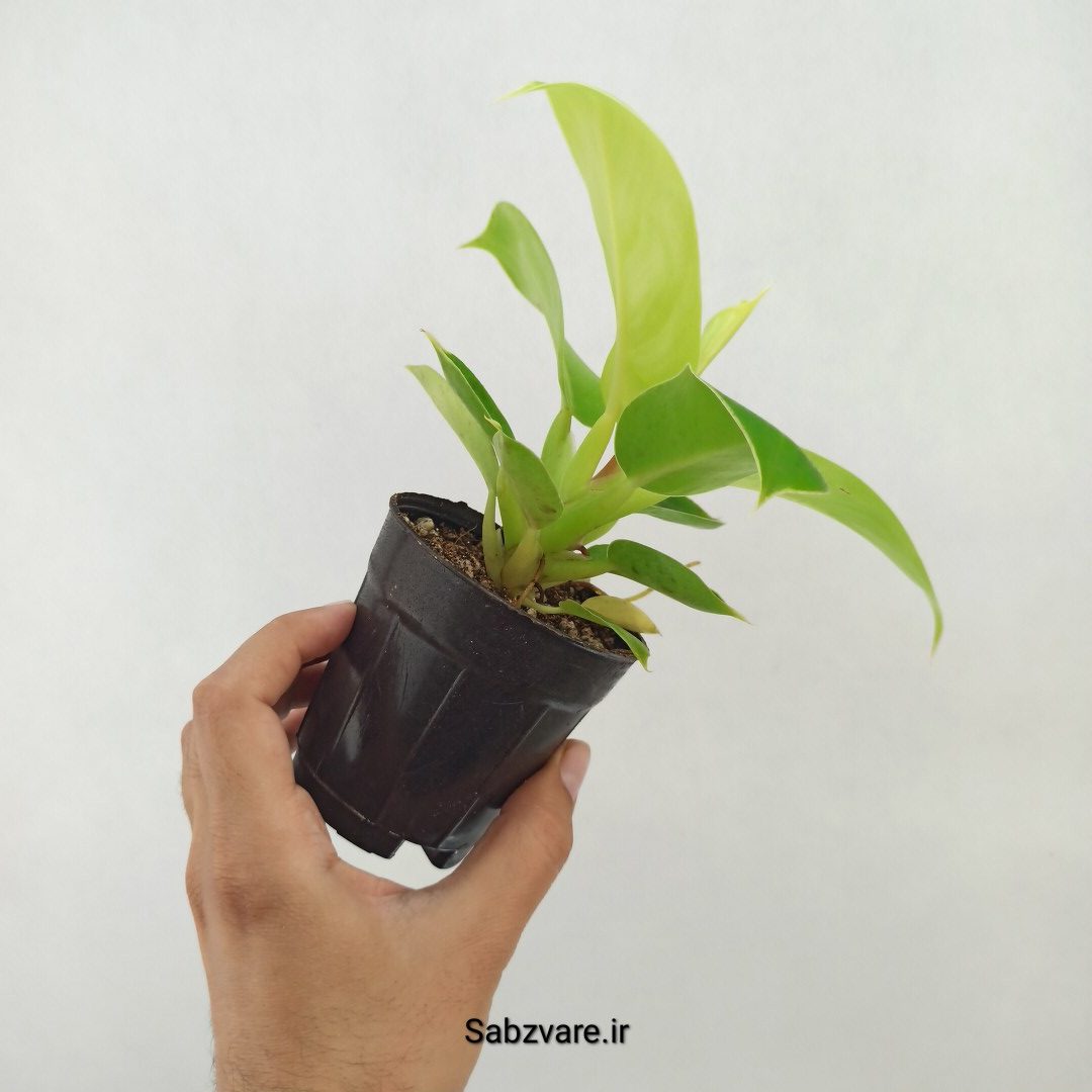 فیلودندرون لیمویی (X25244) - Image 3