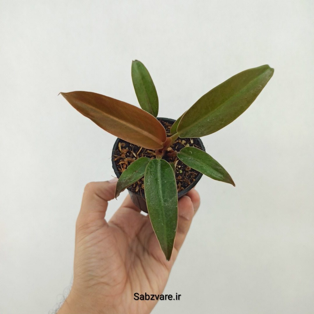 فیلودندرون پاییزی (X25245)