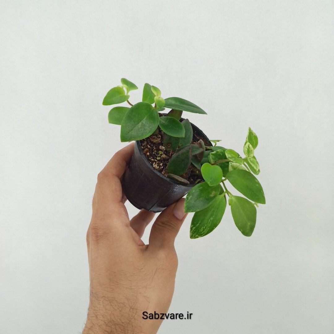 آشیانتوس رژ لبی ابلق (X25248) - Image 2