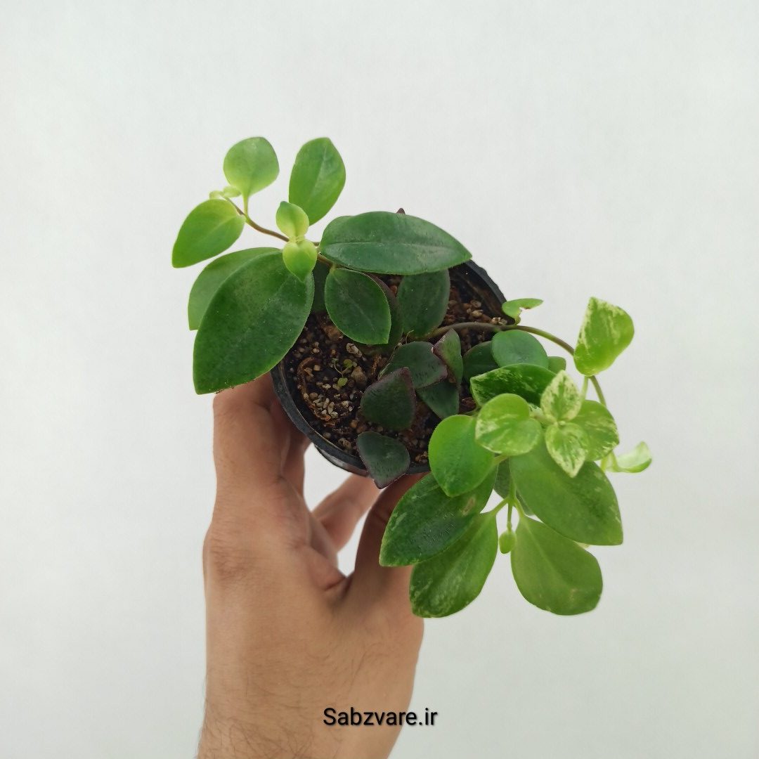 آشیانتوس رژ لبی ابلق (X25248)