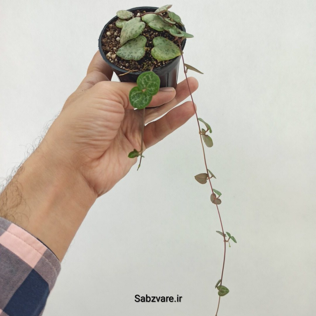 سروپژیا سبز (X25257) - Image 3
