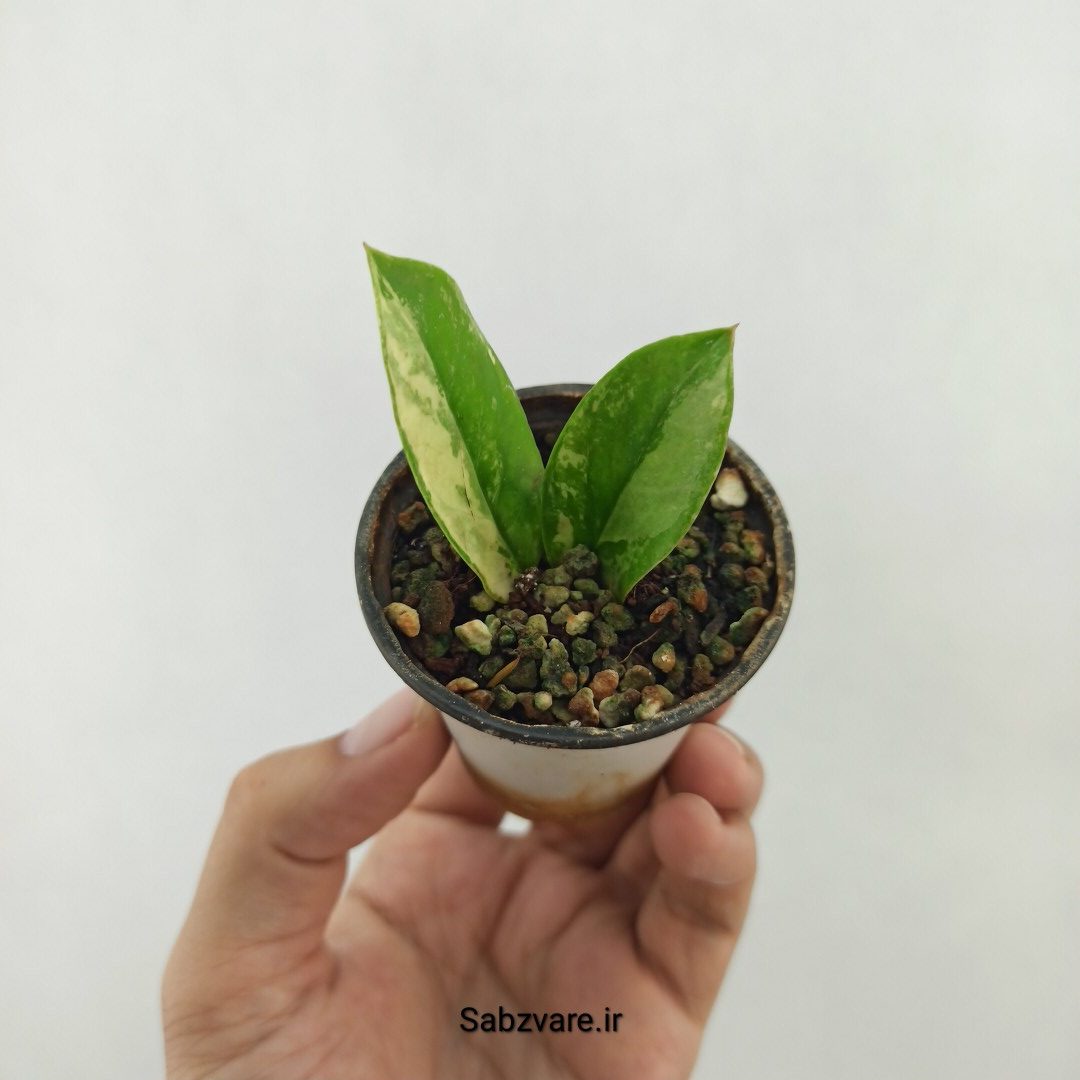 برگ غده دار زامیفولیا ابلق (X25258)