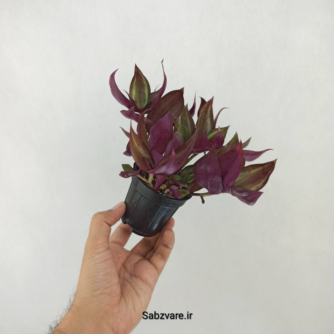 برگ بیدی پوست پیازی (Z25299) - Image 3