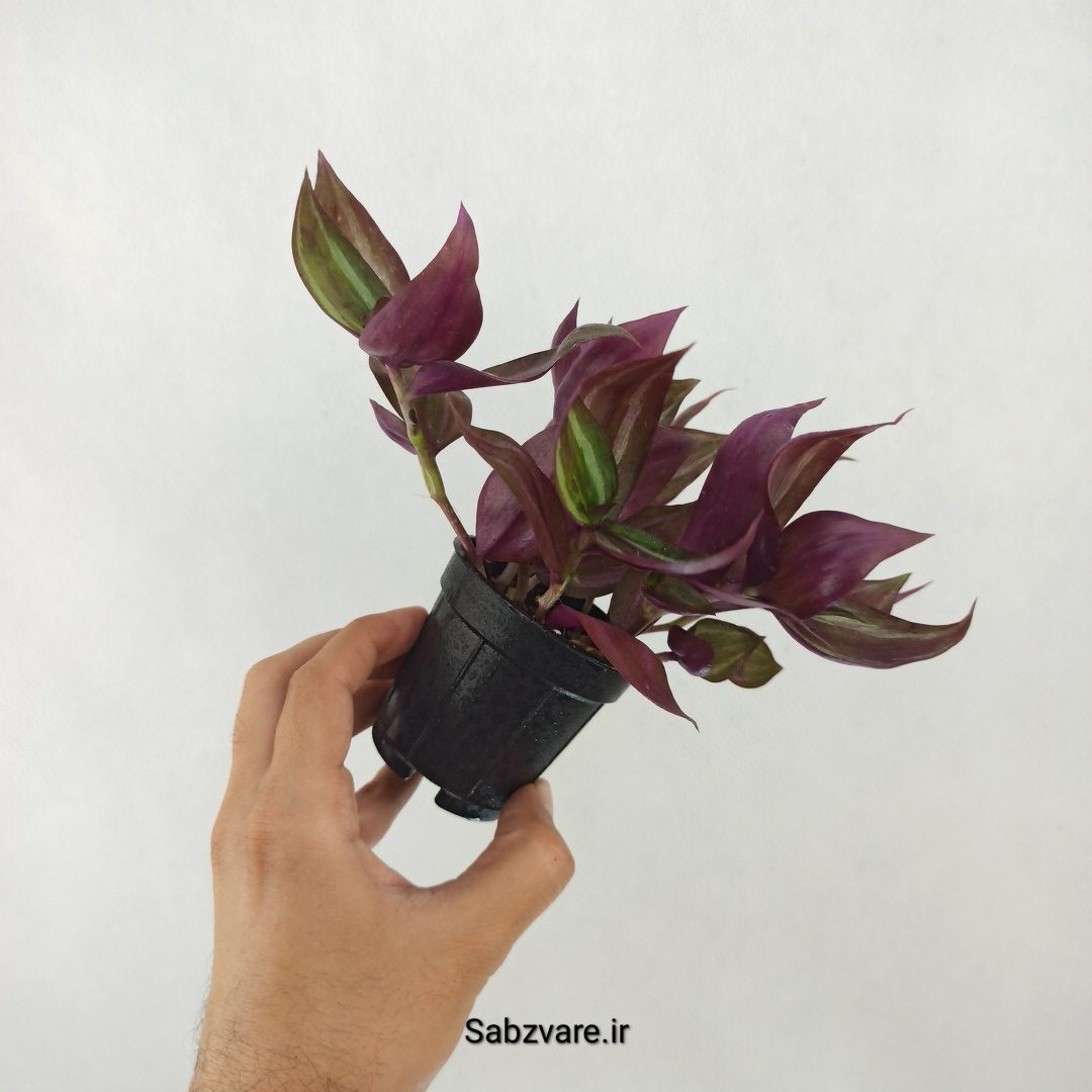 برگ بیدی پوست پیازی (Z25299)