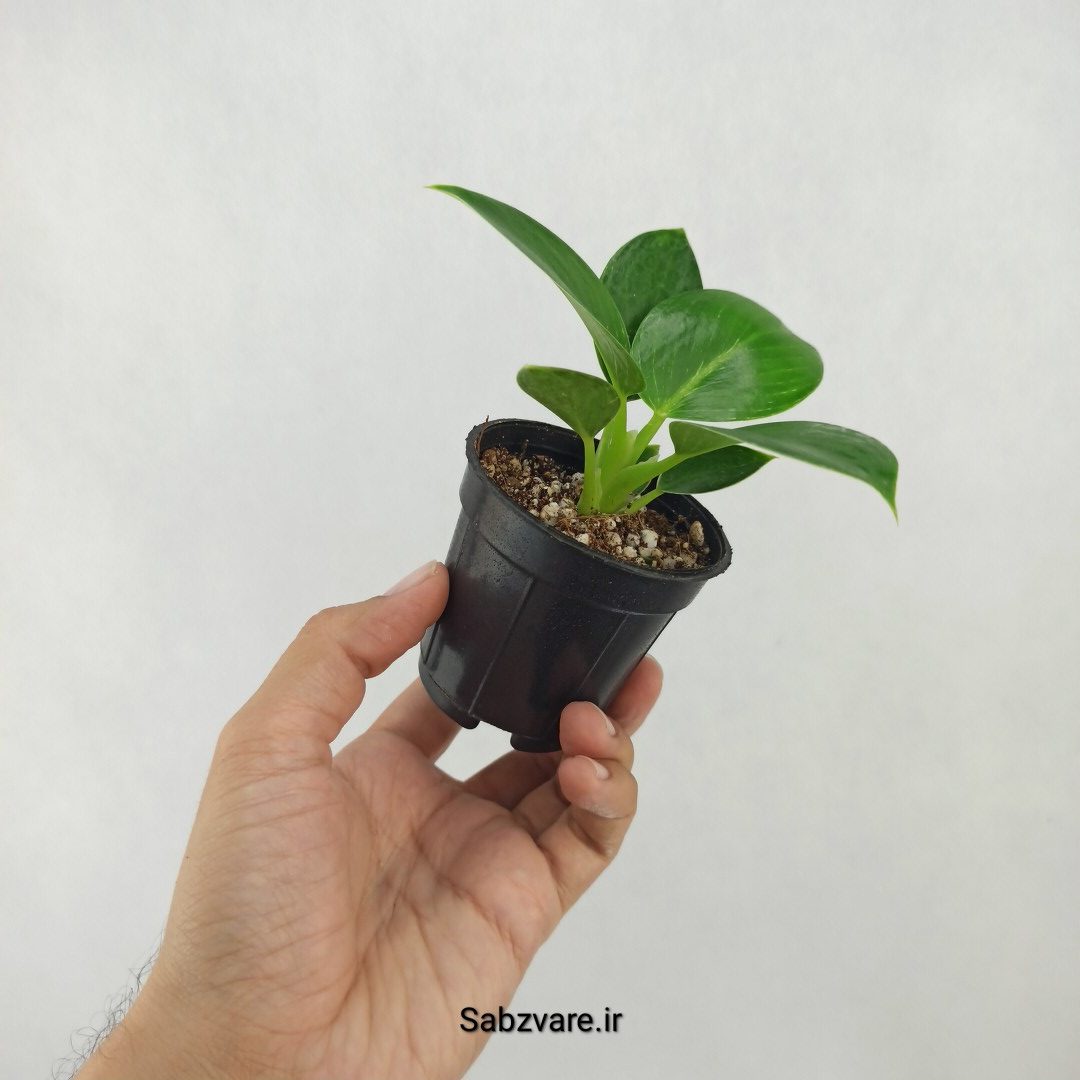 فیلودندرون برکین (Z25291) - Image 2