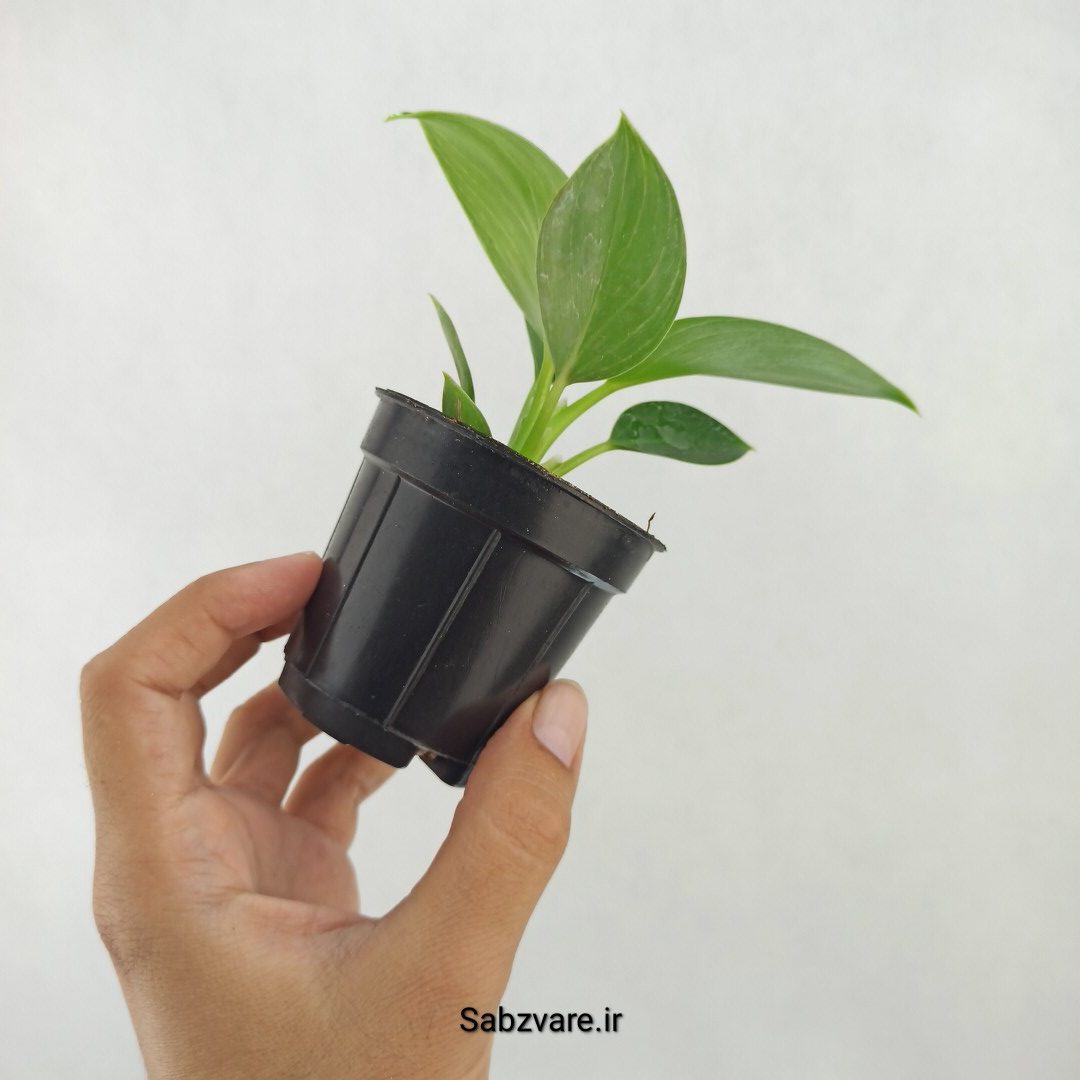 فیلودندرون برکین (Z25291) - Image 3