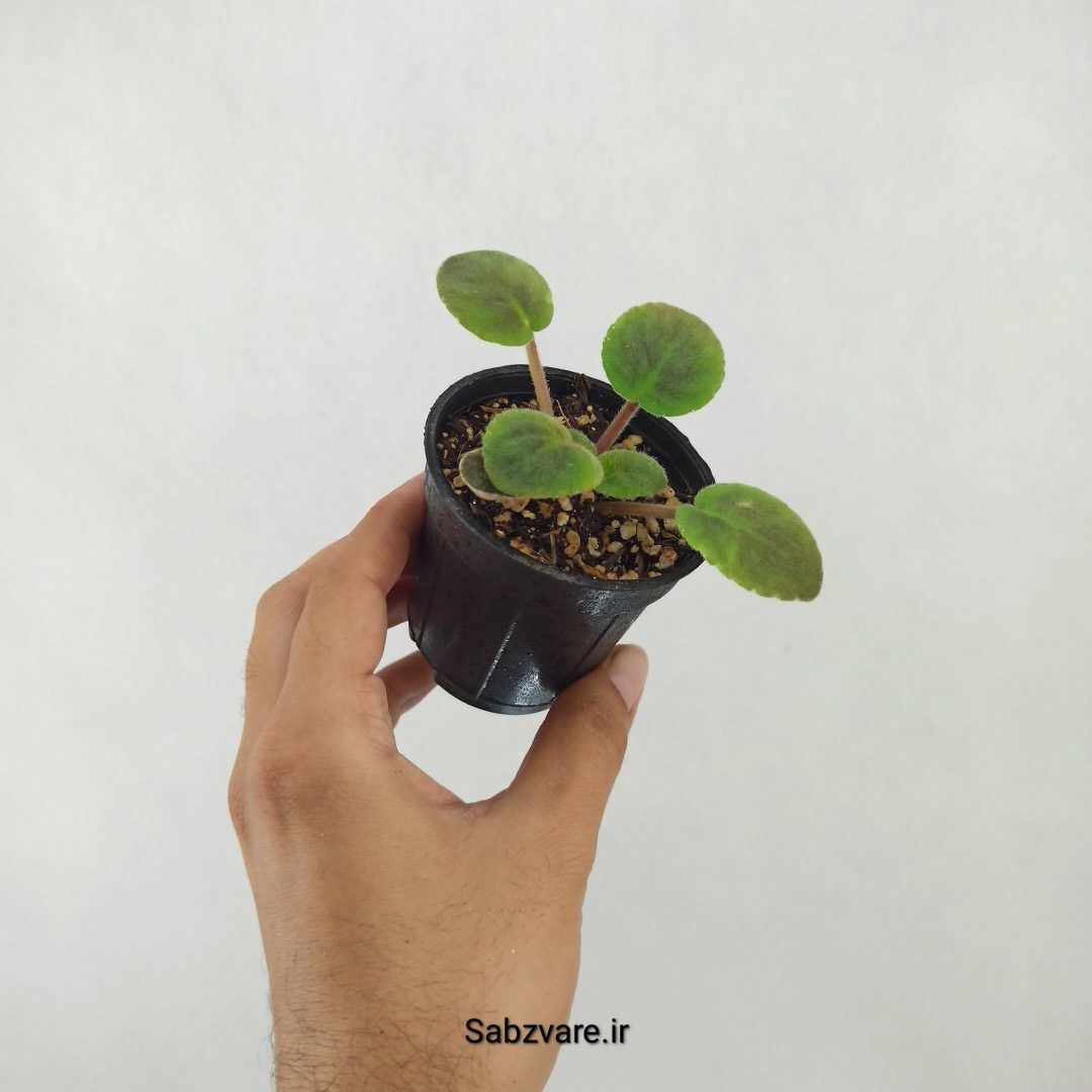 بنفشه آفریقایی ابلق (Z25289) - Image 3