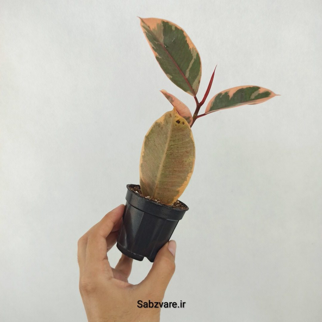 فیکوس شرابی (Z25282) - Image 3