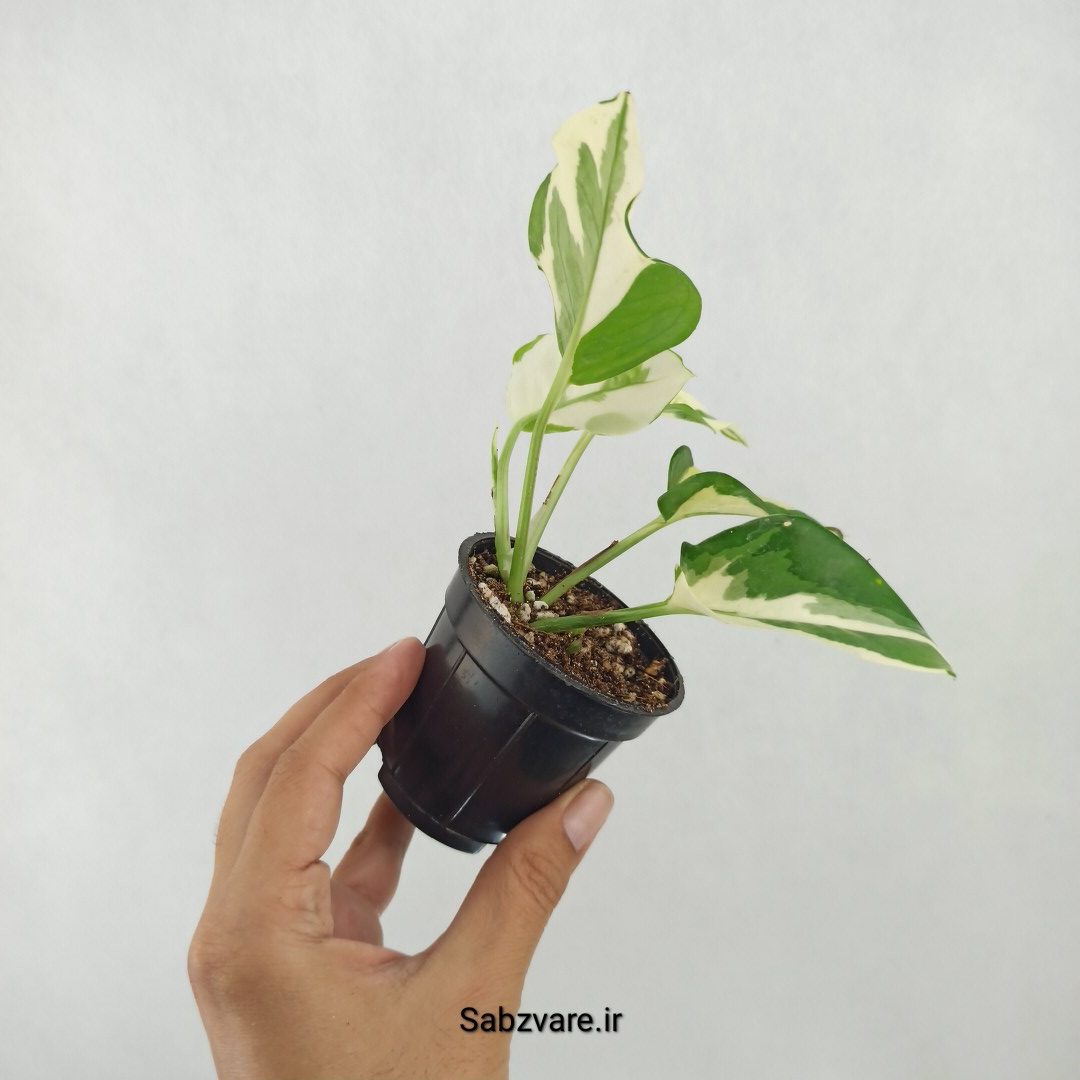 پتوس ارتشی (Y25275) - Image 3