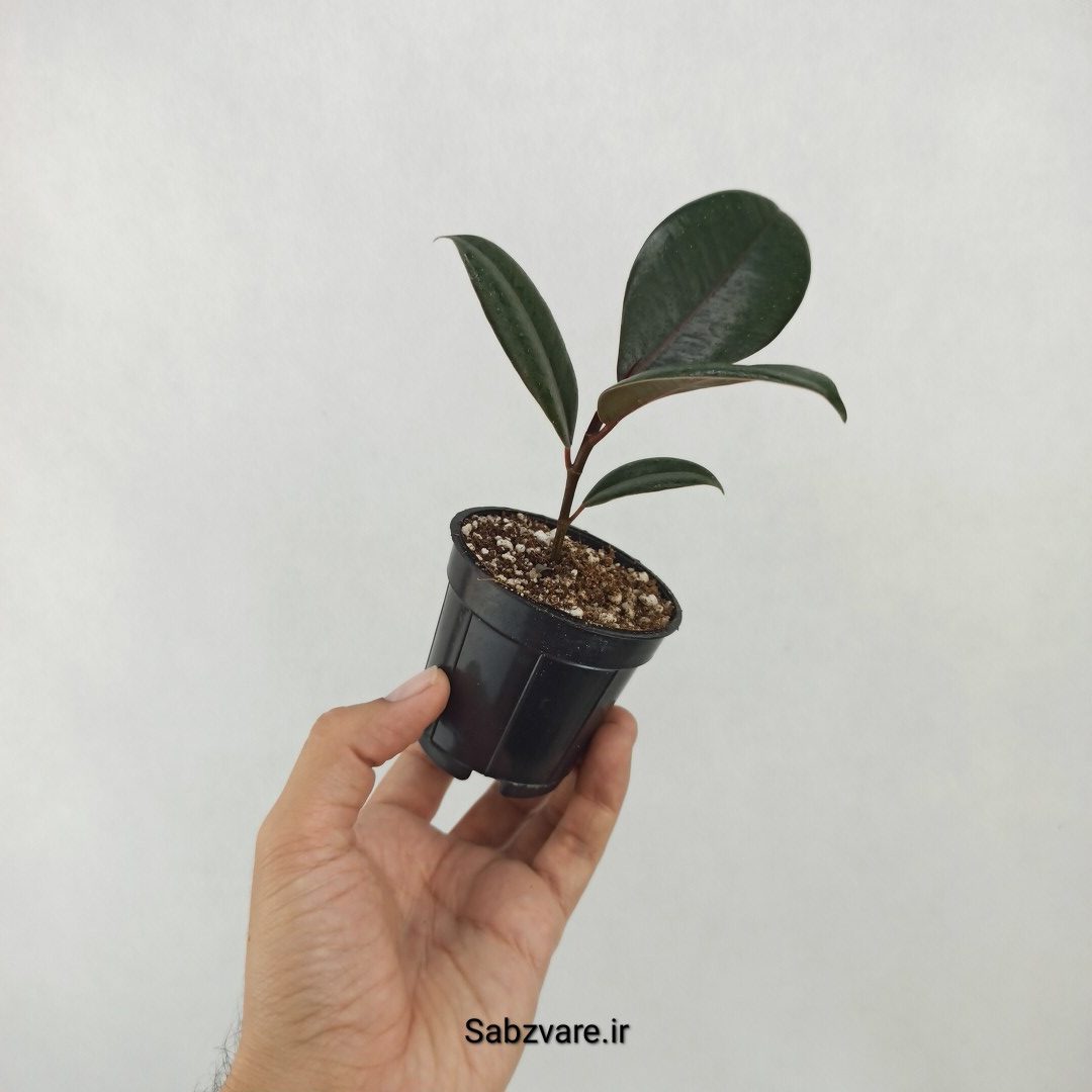 فیکوس سوپر بلک (Y25273) - Image 3