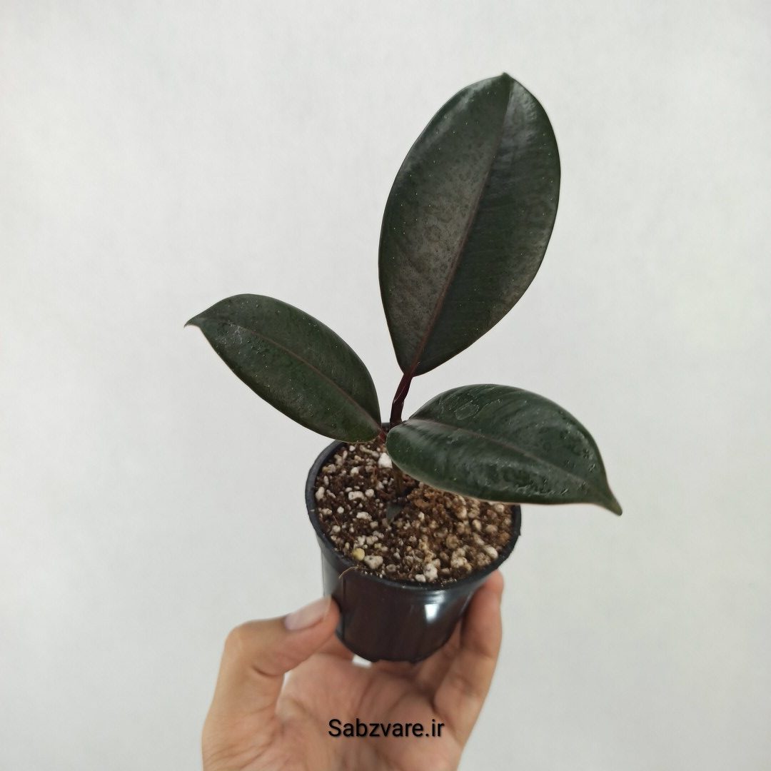 فیکوس سوپر بلک (Y25273)