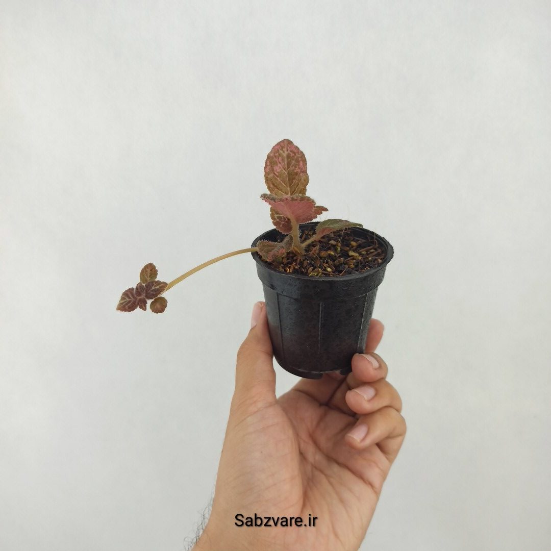 اپیشیا (Y25271) - Image 3