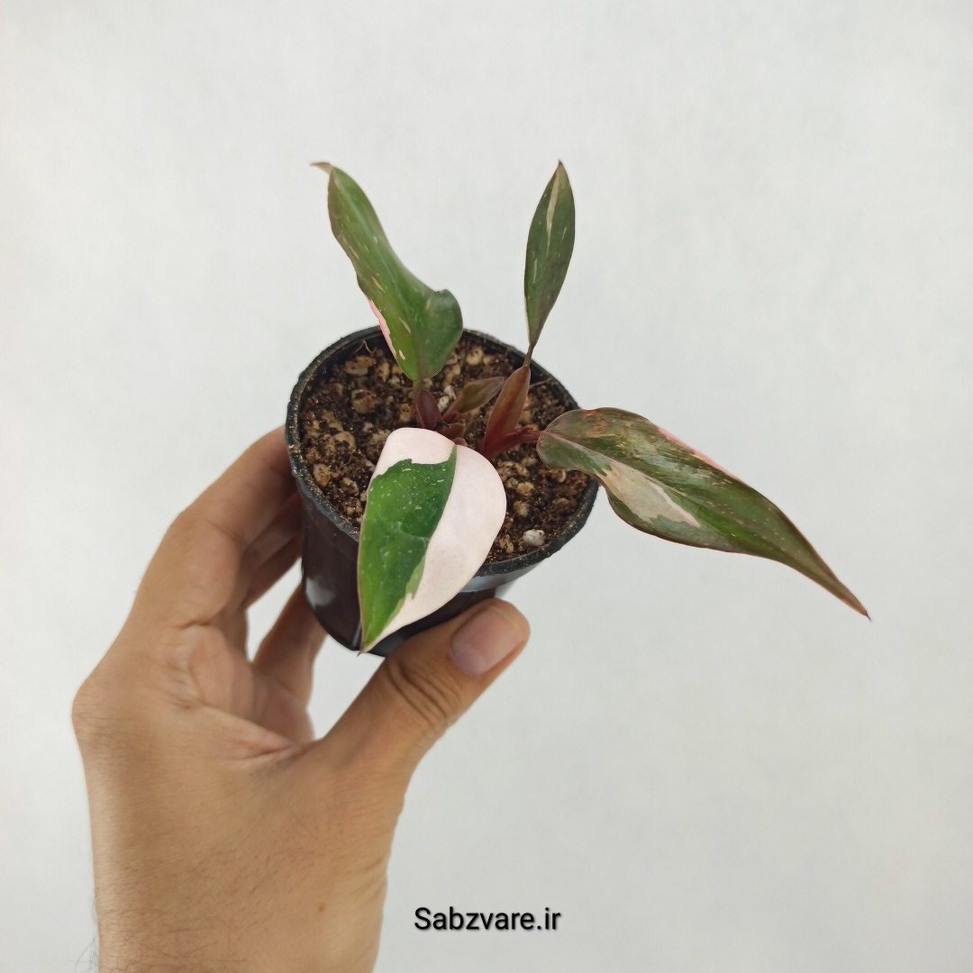 فیلودندرون پینک پرنسس (Y25268)