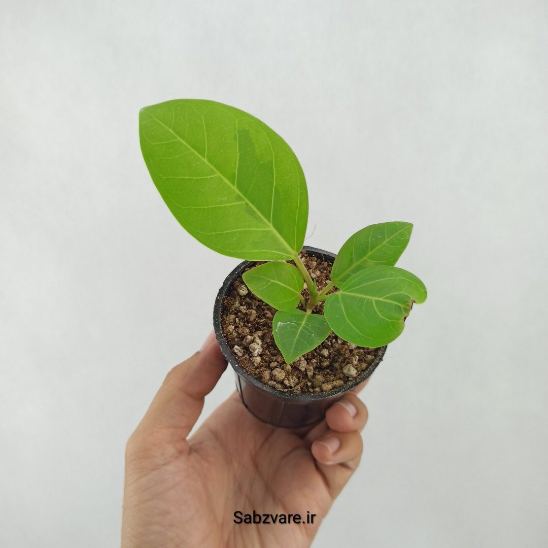 فیکوس آلتیسیما (Y25266)
