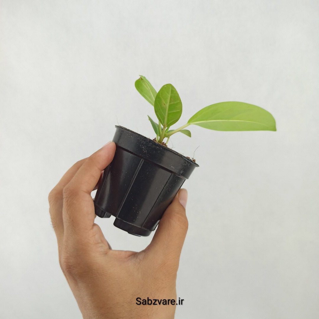 فیکوس آلتیسیما (Y25266) - Image 3