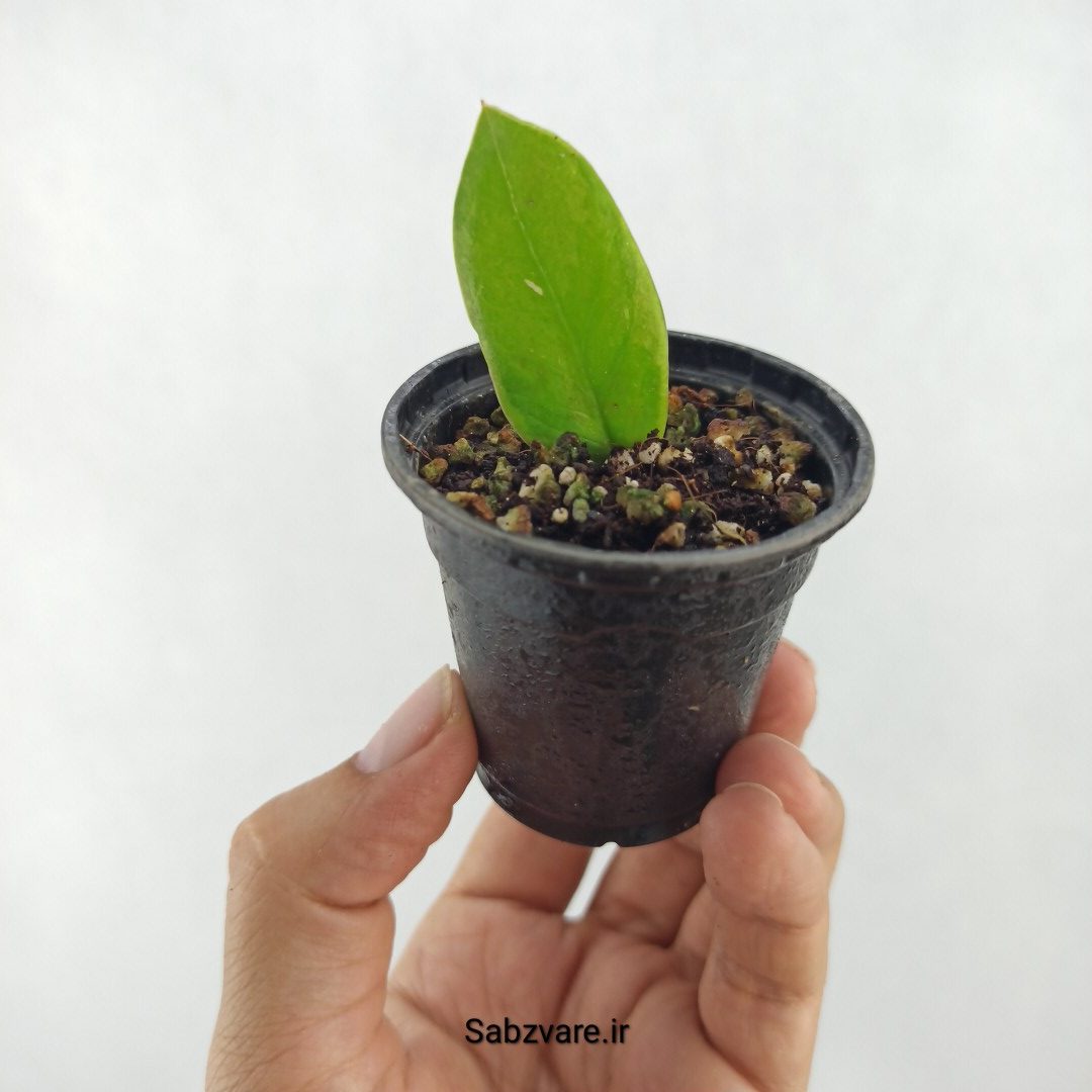 برگ غده دار زامیفولیا ابلق (Y25260)