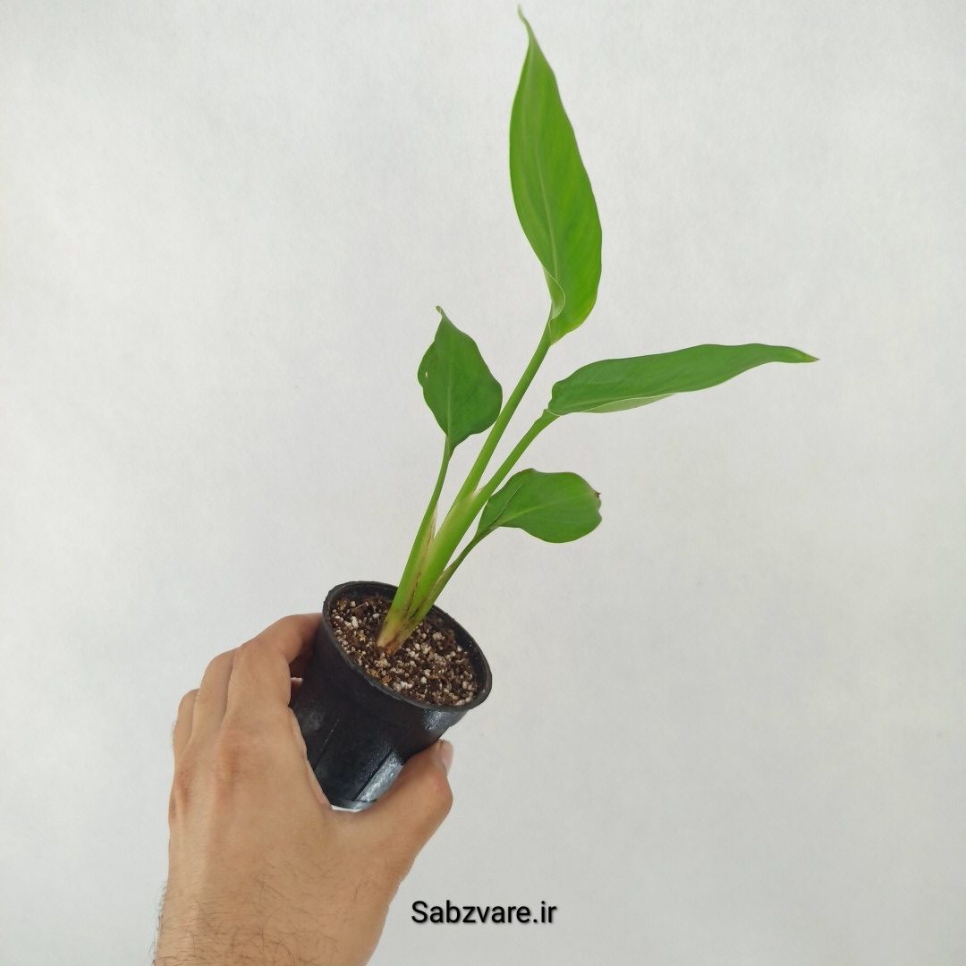 استرلیتزیا نیکولای (A25305)