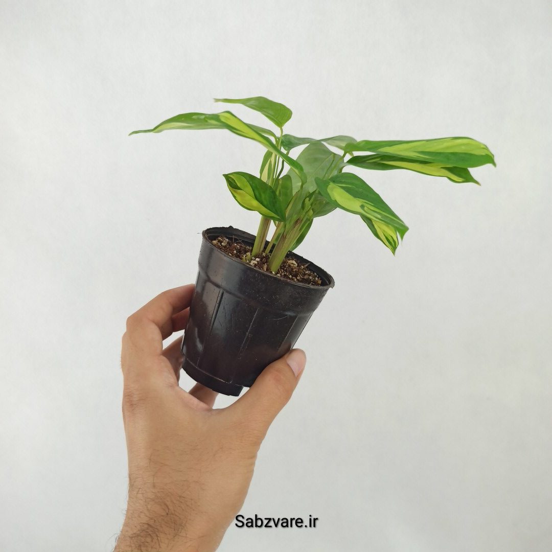 سیتنانته لوبرسیانا ابلق (A25314)