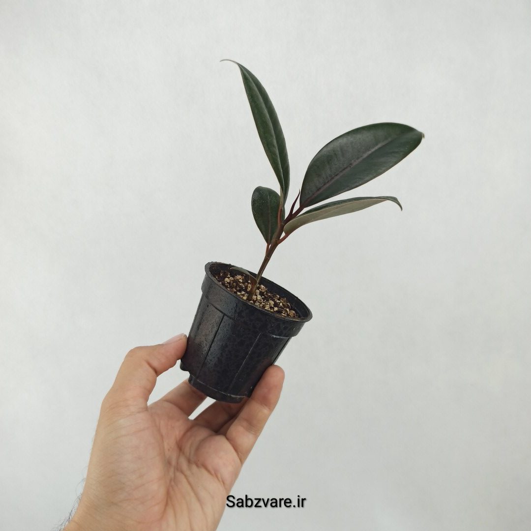 فیکوس سوپر بلک (A25319)