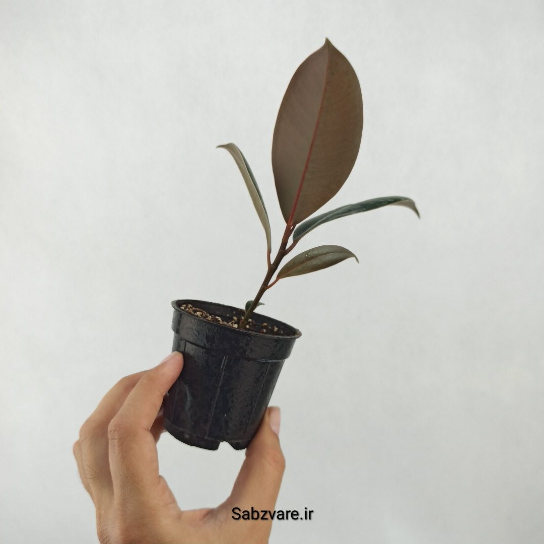 فیکوس سوپر بلک (A25319) - Image 3
