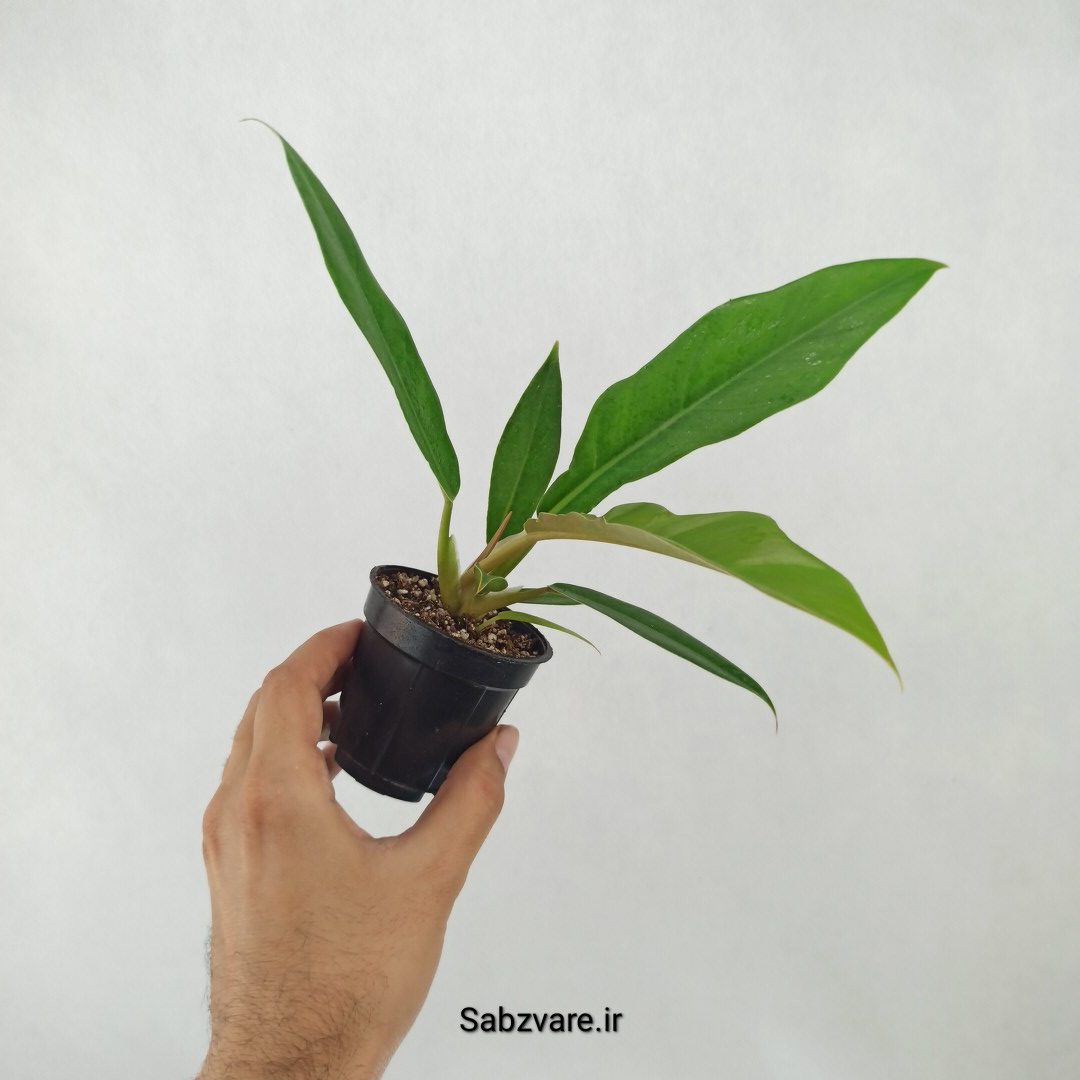 فیلودندرون کنگره سبز (B25327)