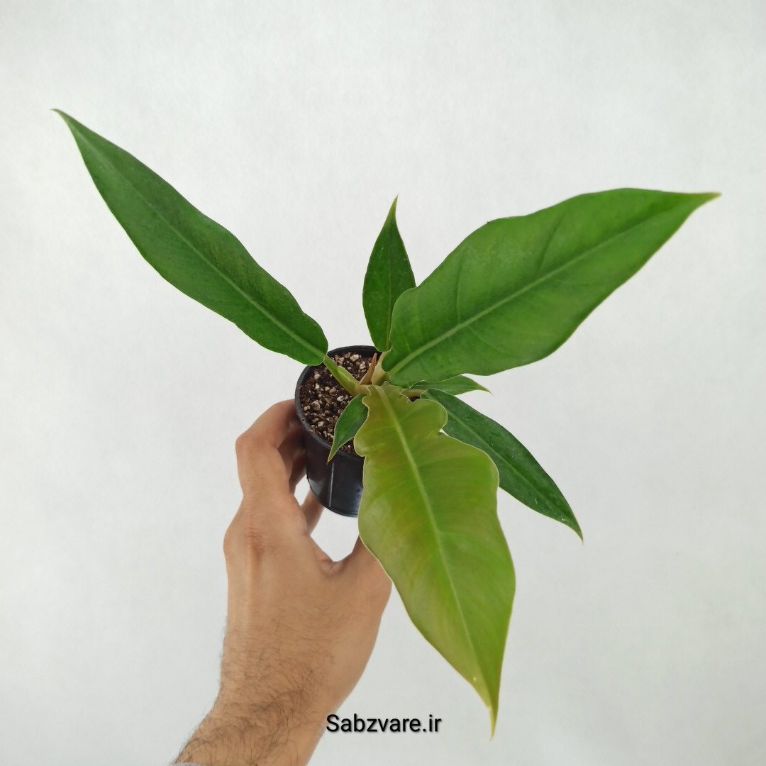 فیلودندرون کنگره سبز (B25327) - Image 2