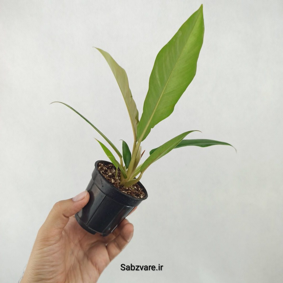 فیلودندرون کنگره سبز (B25327) - Image 3