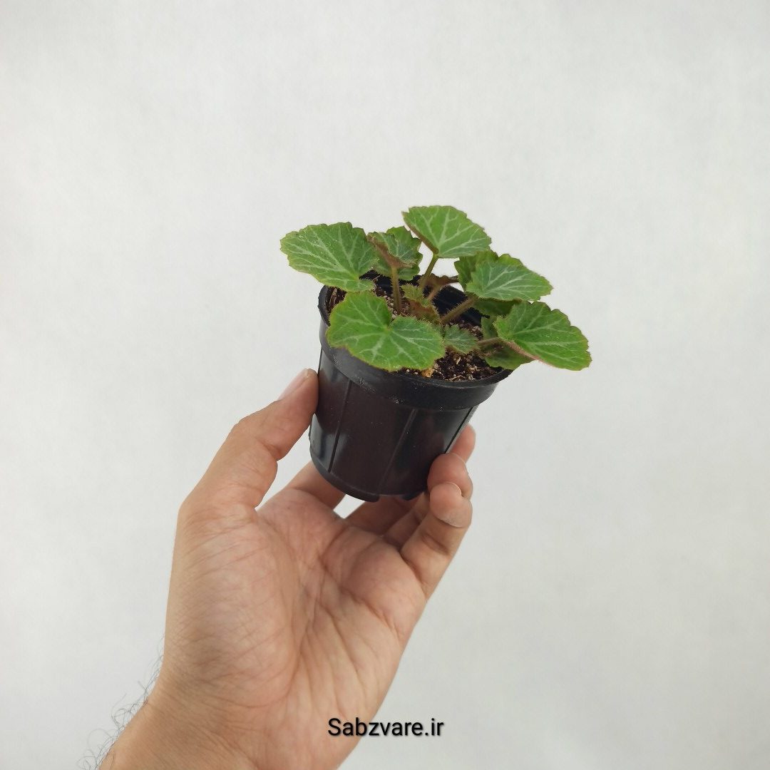 ساکسی فراژ (B25330)