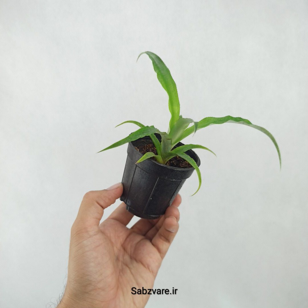 آناناس رقم خوراکی MD2 (B25340)
