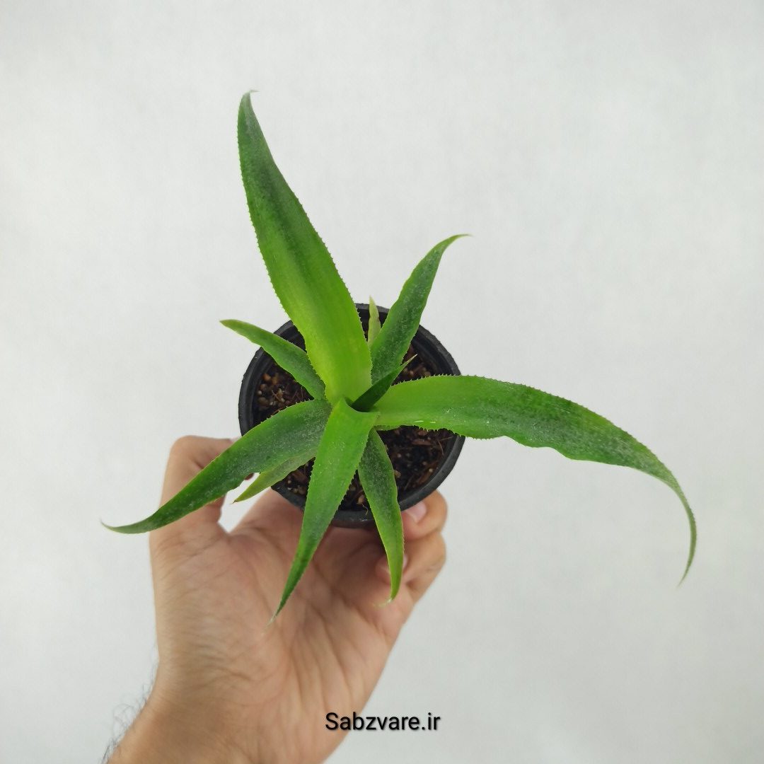آناناس رقم خوراکی MD2 (B25340) - Image 2