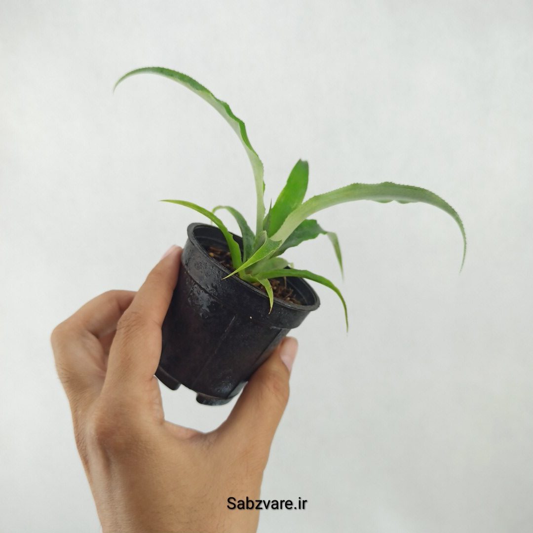 آناناس رقم خوراکی MD2 (B25340) - Image 3