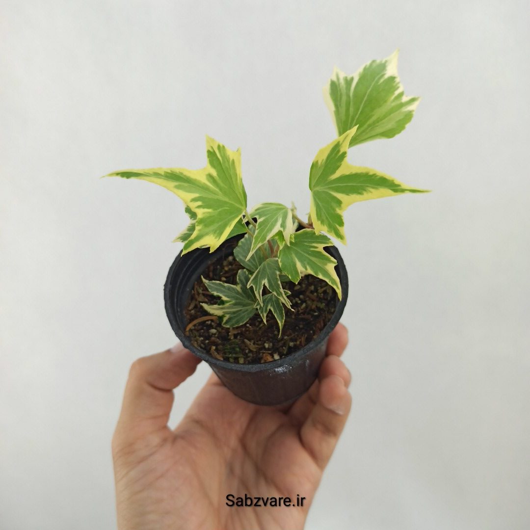 پاپیتال استارلیف ابلق (C25362)