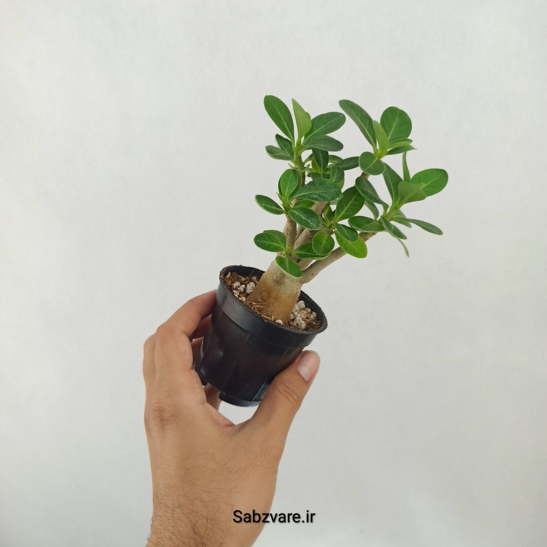 آدنیوم چند شاخه (C25360) - Image 3