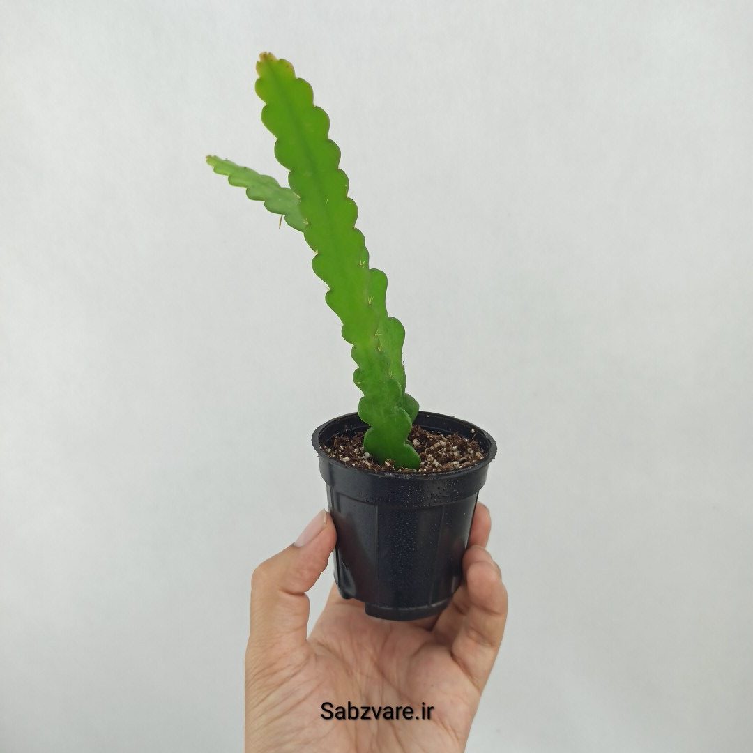 اپیفیلوم زیگزاگی (C25355) - Image 3