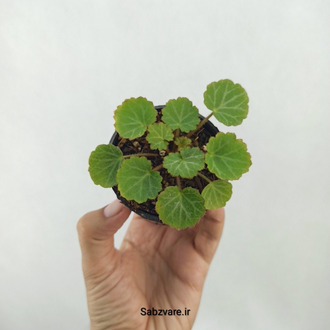 ساکسی فراژ (C25350)