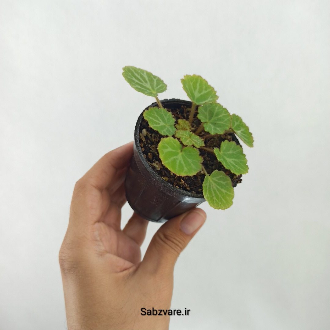 ساکسی فراژ (C25350) - Image 2