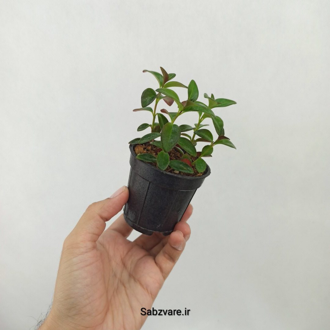 نماتانتوس یا گلدفیش (C25348) - Image 3
