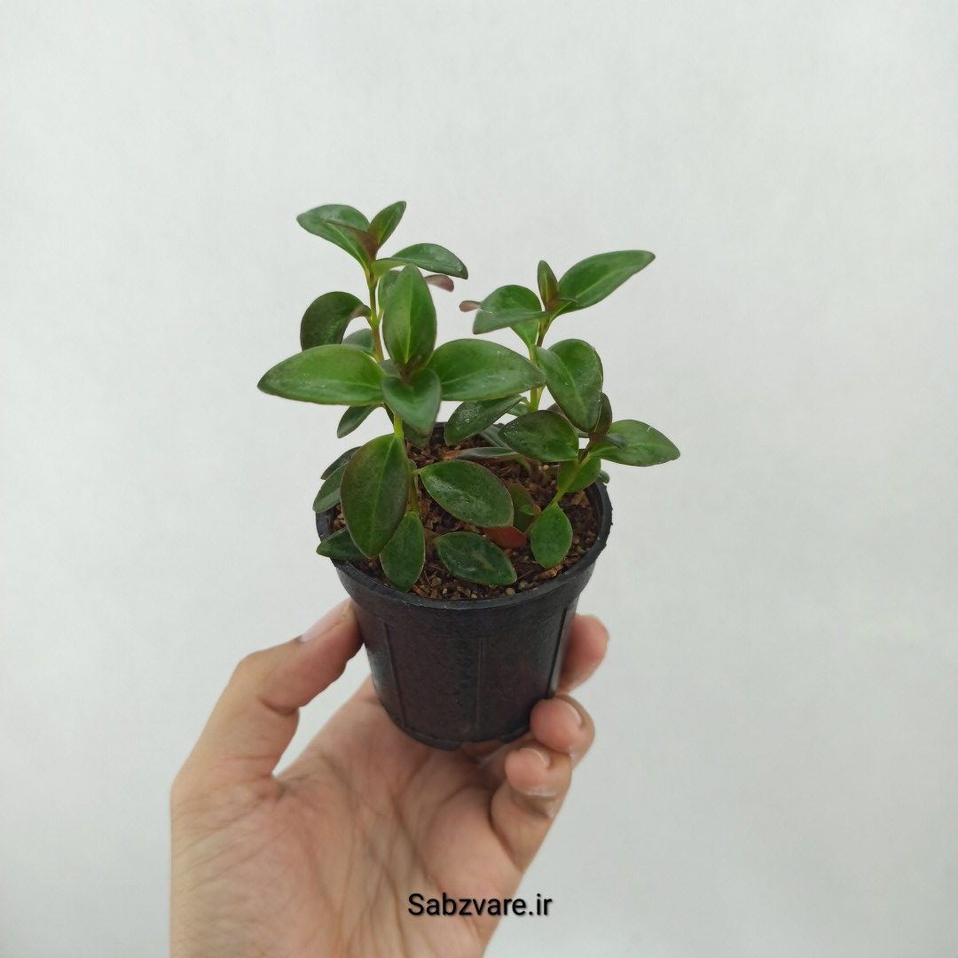 نماتانتوس یا گلدفیش (C25348)