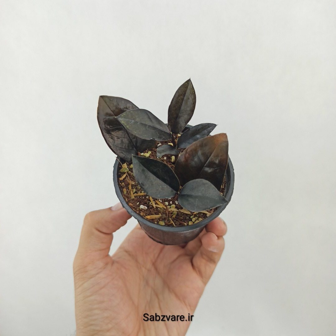 زامیفولیا بلک (چند بوته) (C25347)