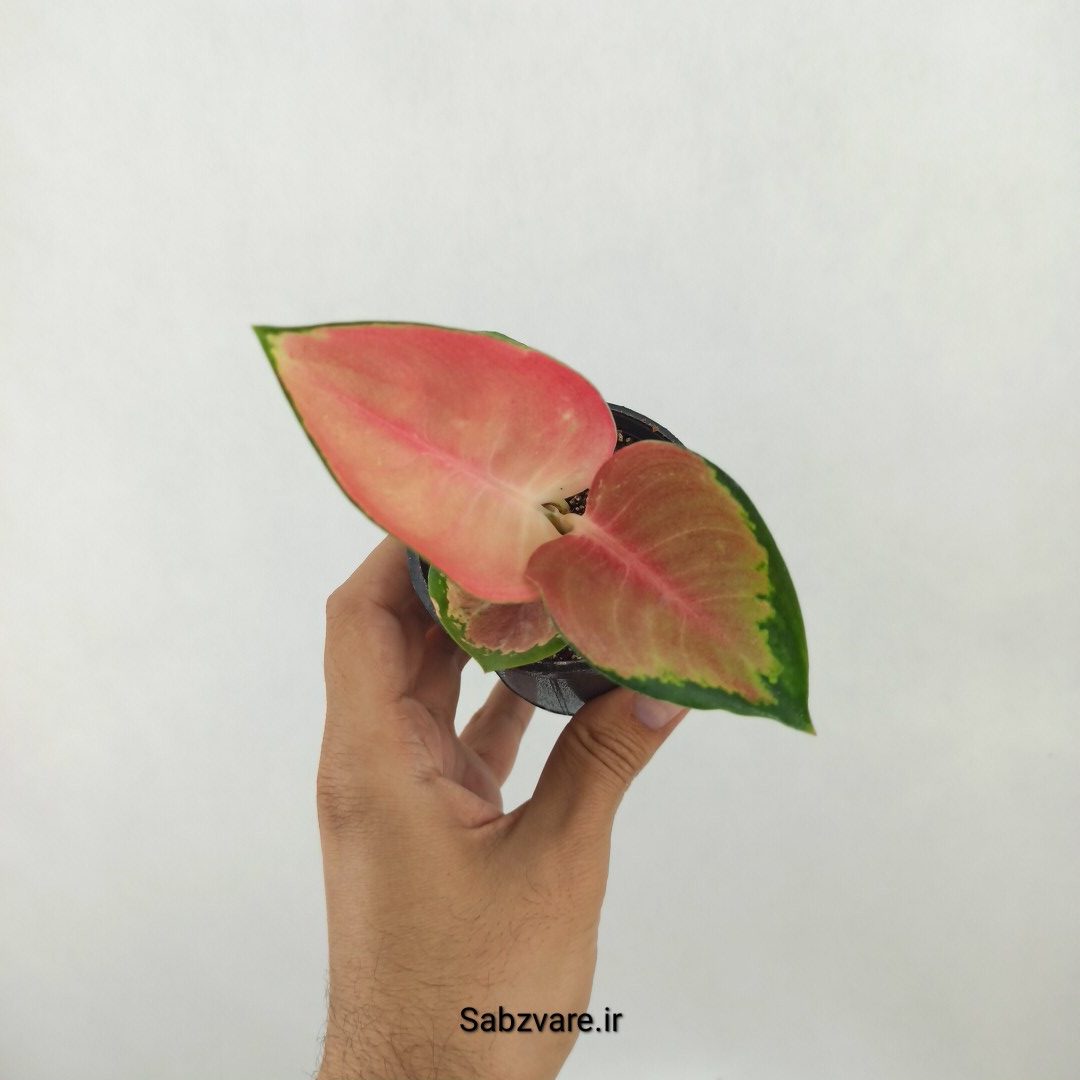 آگلونما رنگی (C25345)
