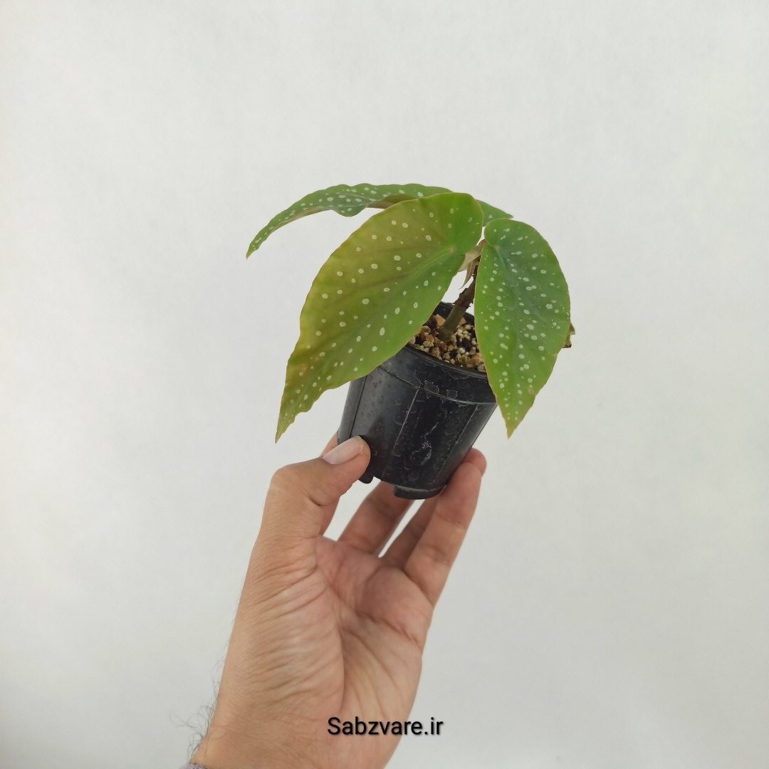 بگونیا آلبوپیکتا (D25383) - Image 3