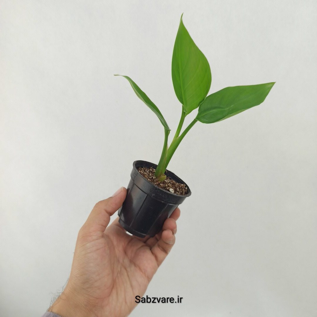 استرلیتزیا نیکولای (D25379) - Image 3